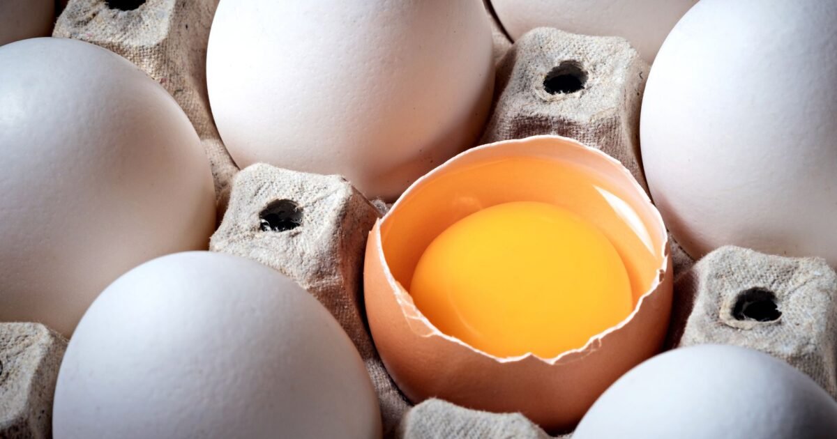 Best Protein Foods for Muscle Building