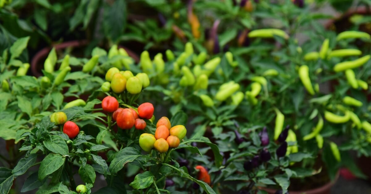 Plant-Based Diet for Weight Loss: Beginner’s Guide
