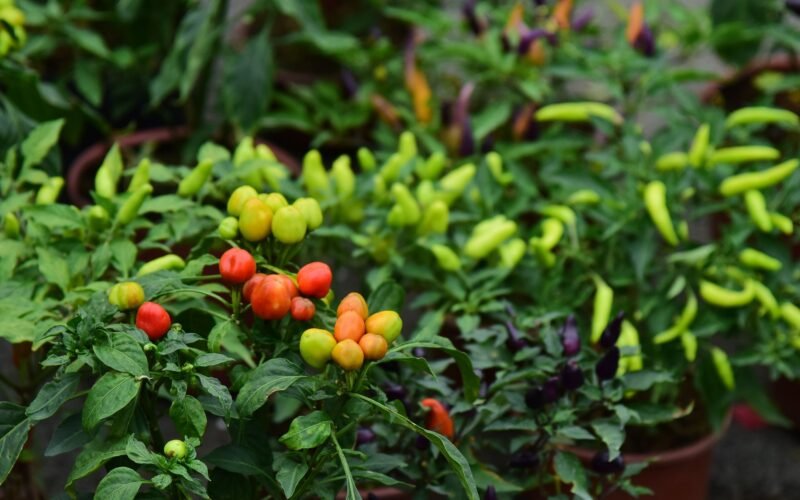 Plant-Based Diet for Weight Loss: Beginner’s Guide
